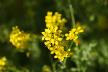 Flowers of hedge mustard