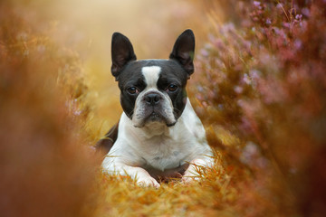 Boston Terrier in der Heide
