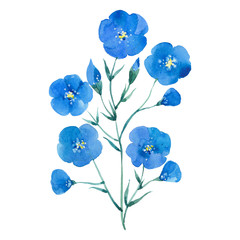 Obraz na płótnie Canvas watercolor flax flower