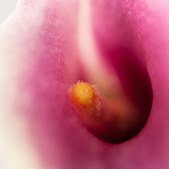 Abstract, macro photography of Calla flower with details and soft focus
