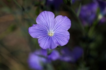 Flower of perennial or blue flax
