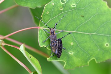 A pair of small poplar borer bettles