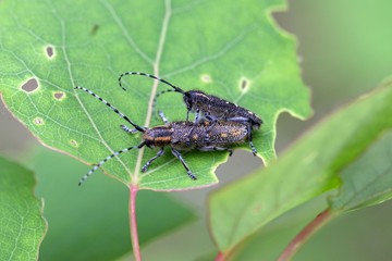 A pair of small poplar borer bettles