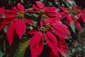 weihnachtssterne,blumen