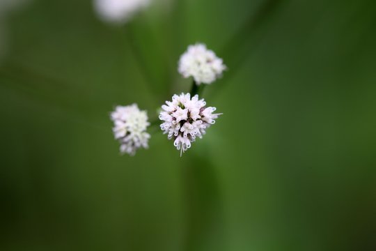 Flower of the wood sanicle