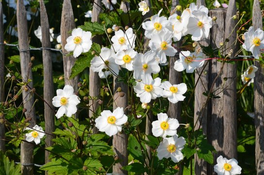 Anemonen bl&uuml;hen wei&szlig; am Gartenzaun