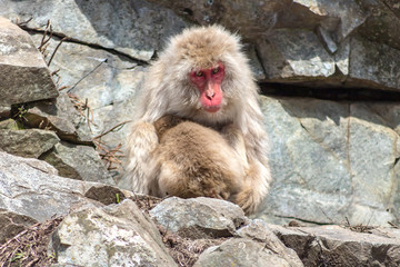 Mother And Baby Macaque