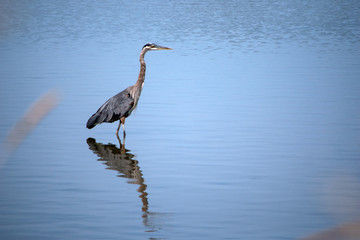 Heron standing in a lake and its reflection on water