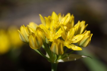 Macro photo of a golden garlic flower