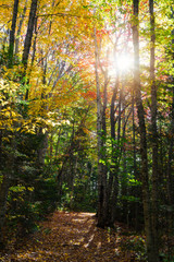 Fototapeta na wymiar Pathway through the woods in autumn.