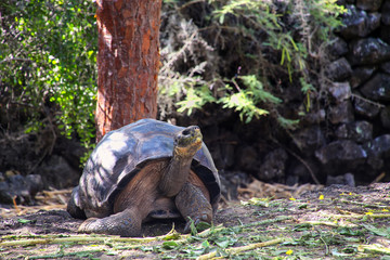 Naklejka premium Żółw olbrzymi z Galapagos w stacji badawczej Karola Darwina na wyspie Santa Cruz, Park Narodowy Galapagos, Ekwador