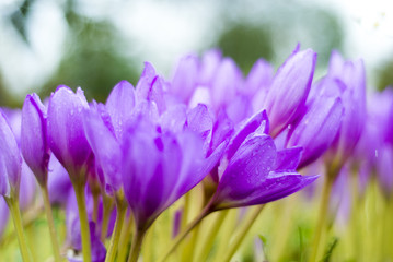 Beautiful violet crocus flowers in the garden.