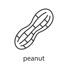 Peanut linear icon