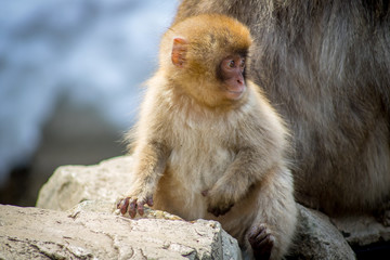 Baby Macaque
