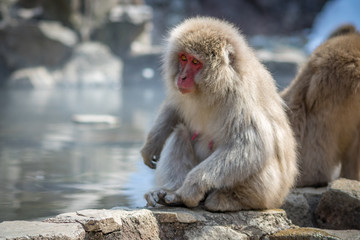 Female Macaque Snow Hot Spring