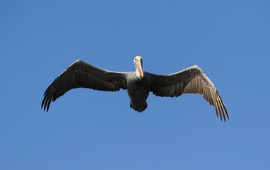 curious bird