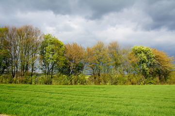 Obraz premium grüne Laubbäume und neue Kornfelder im Frühling 