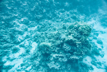 Fototapeta na wymiar beautiful and diverse coral reef and fish of sea