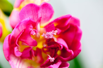 Fototapeta na wymiar Beautiful freesia flower with details 