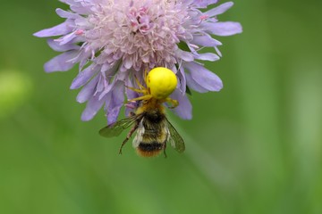 Crab spider (Misumena vatia) with a bumblebee