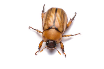 close up may beetle or cockchafer isolated on white background
