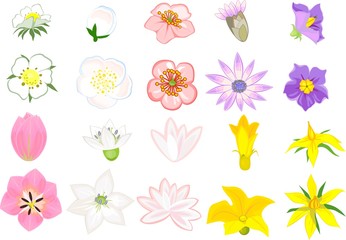 Set of different flowers on white background. Top and side view