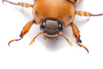 close up may beetle or cockchafer isolated on white background