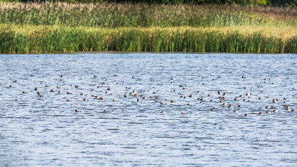 Enten in der Lausitz