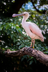 Roseate spoonbill