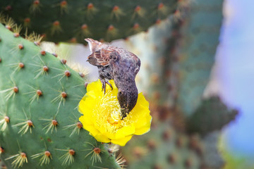 Common cactus finch eating cactus flower on Santa Cruz Island in Galapagos National Park, Ecuador