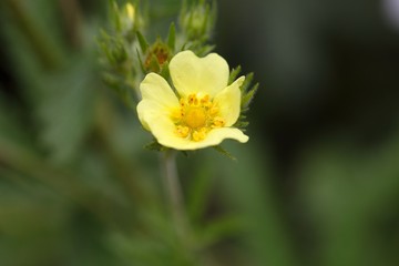 Sulphur cinquefoil (Potentilla recta)