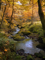golden autumn woodland with autumn forst trees with a stream running though the center with green rocks in crimsworth Dean near Hebden Bridge in West Yorkshire
