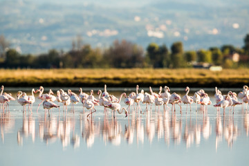 Naklejka premium Flamingos in Italiens Salinen, Emilia Romagna