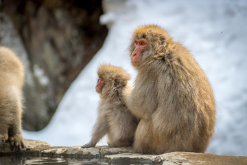 Snow Monkeys Cleaning