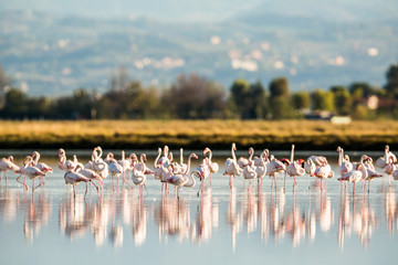 Fototapeta premium Flamingi w Italiens Salinen, Emilia Romagna