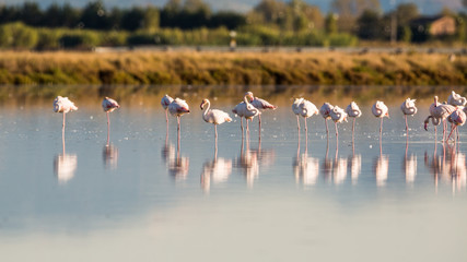Naklejka premium Flamingos in Italiens Salinen, Emilia Romagna