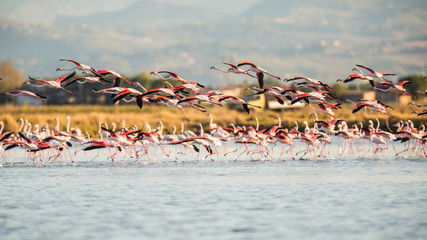 Obraz premium Flamingos in Italiens Salinen, Emilia Romagna