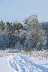 Trodden in the snow road on the edge of a snowy forest