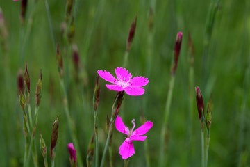 Flower of a maiden pink