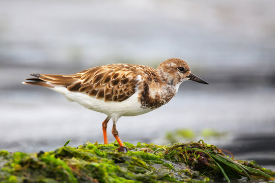 Ruddy Turnstone on the beach of Paracas Bay, Peru