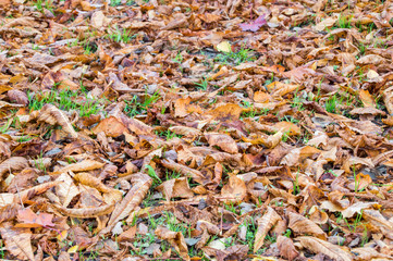 A lots of chestnut Leaf at autumn time.