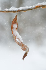 A lone dried leaf of the willow branch and the first snow.