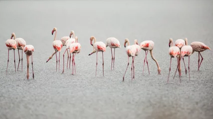Crédence de cuisine en verre imprimé Flamant Flamingos in Italiens Salinen, Emilia Romagna