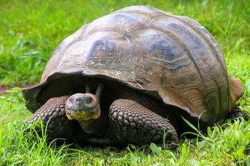 Galapagos giant tortoise on Santa Cruz Island in Galapagos National Park, Ecuador