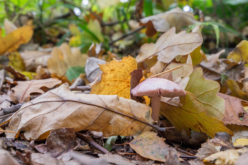 Marasmius in autumn leaves