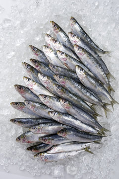 Raw sardines on ice offered as top view