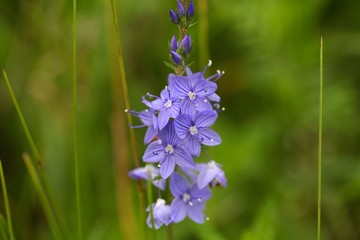 Flowers of a Veronica