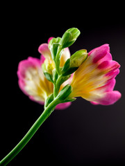 Beautiful freesia flower with details
