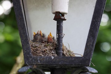 Bird nest in a street lamp.