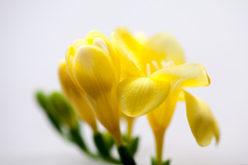 Obraz premium Beautiful freesia flower with details 